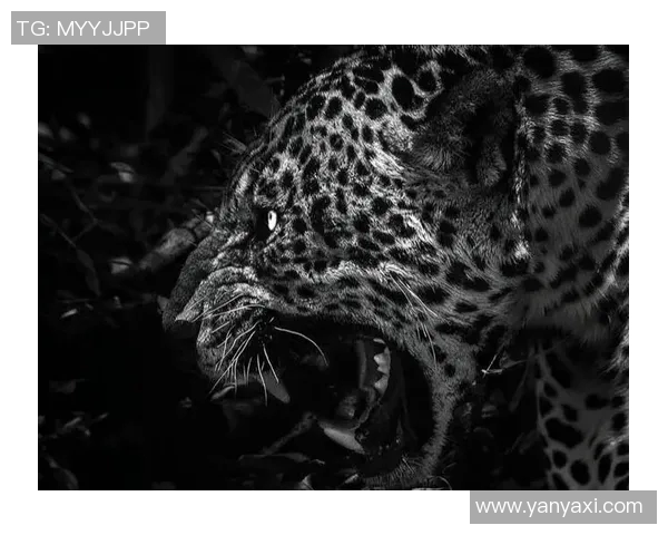 美洲虎与狮子谁更强大揭秘两大猛兽的生存之道与猎杀技巧